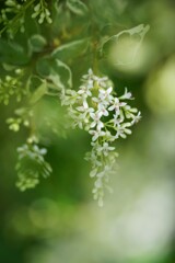 風に揺れて