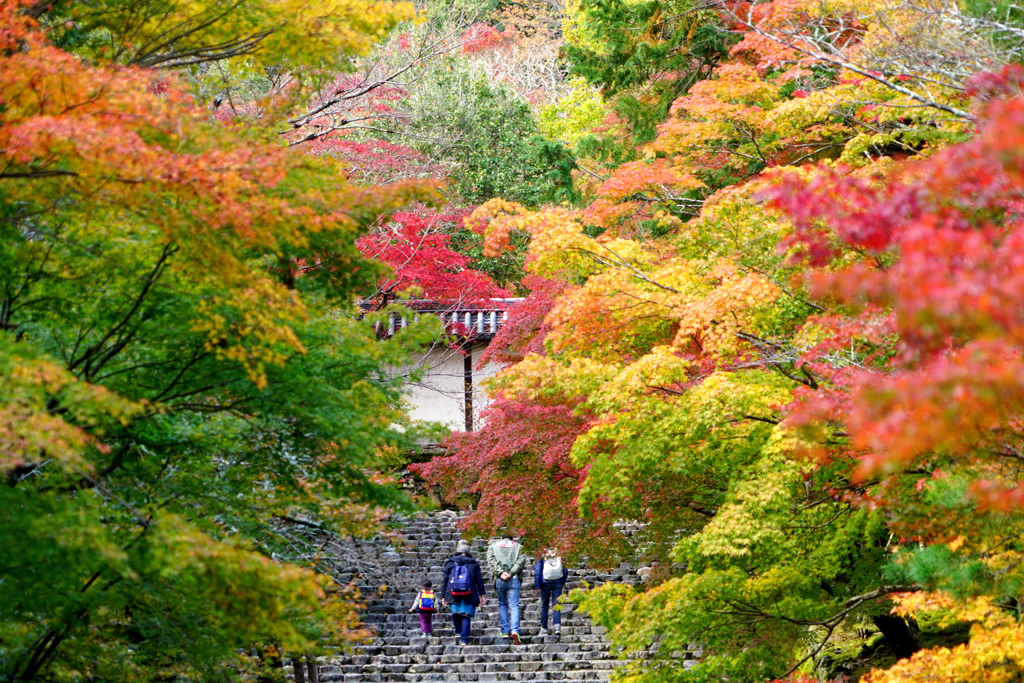 紅葉の中を