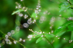 雨上がりの朝