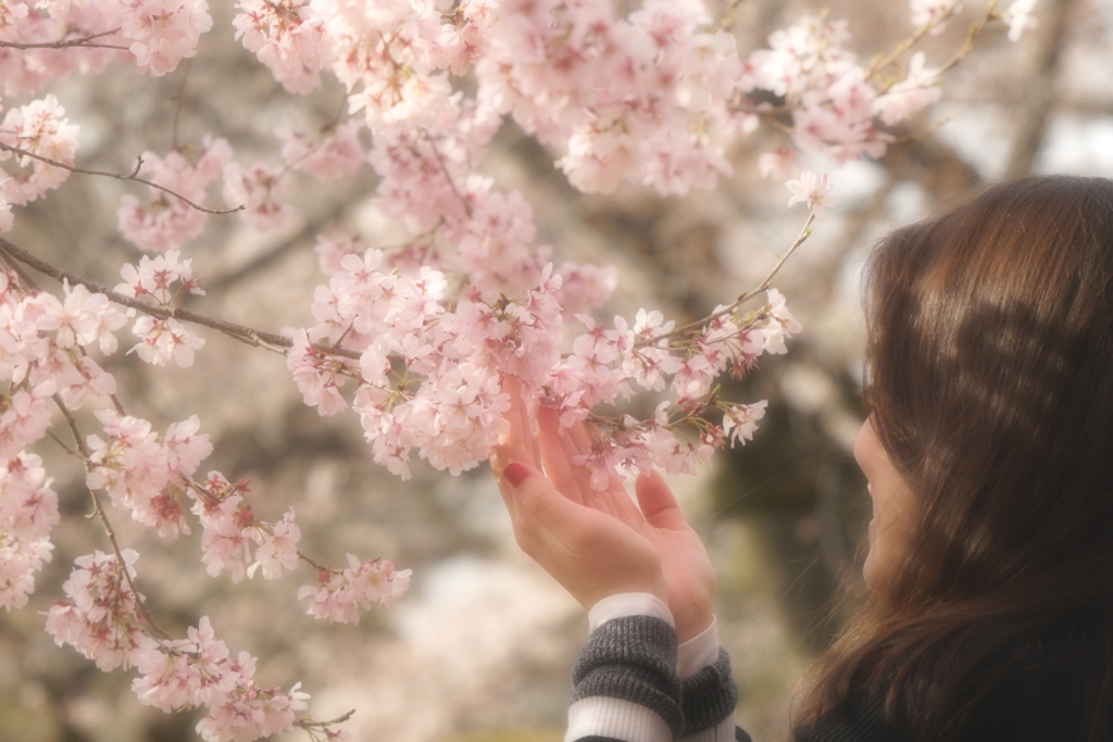 桜を愛でる