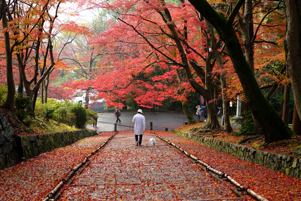 雨上がりの散歩