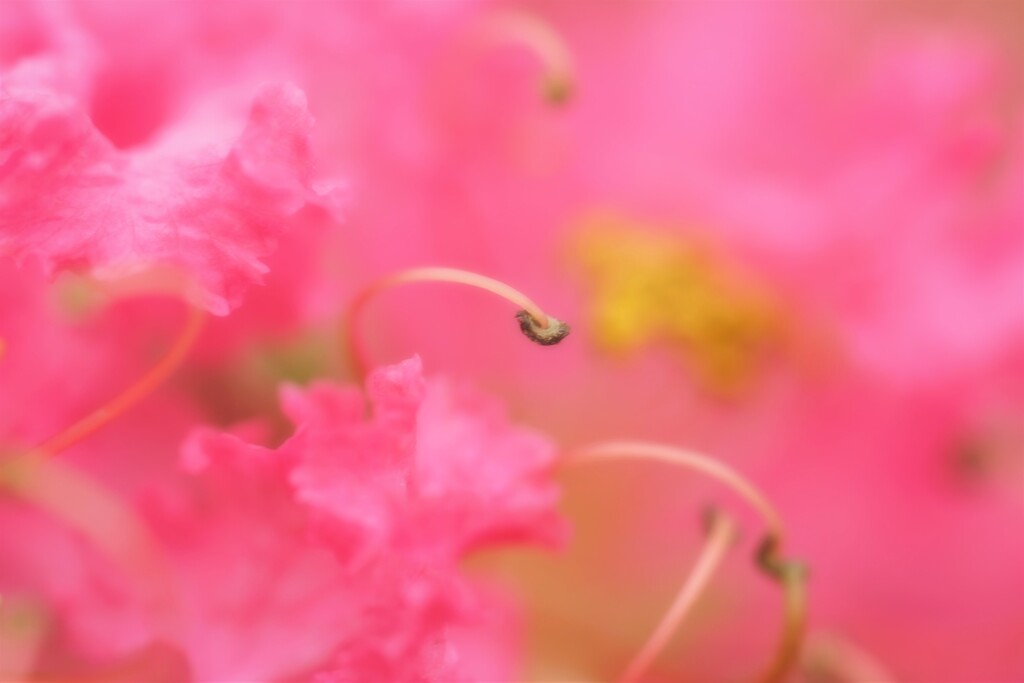 そのあでやかな
