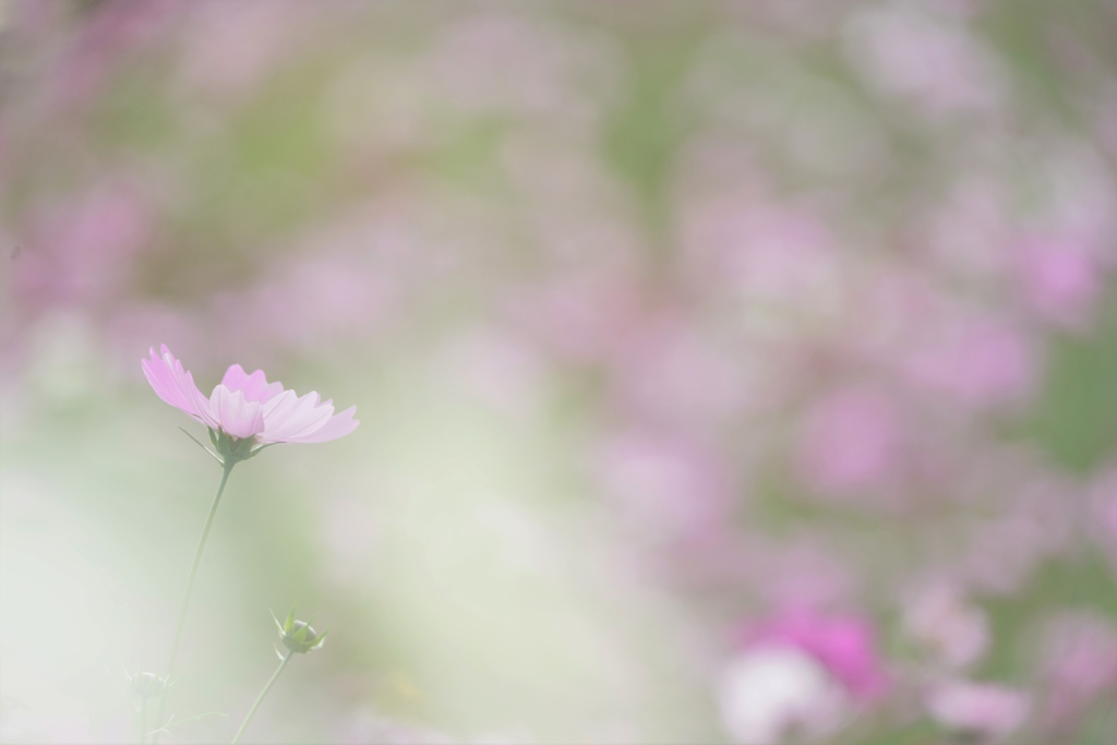 ここよ
