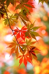華やかな終焉