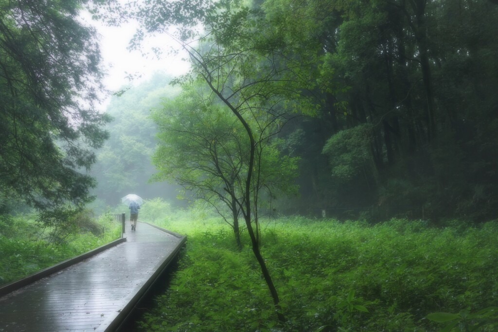 雨ですね。