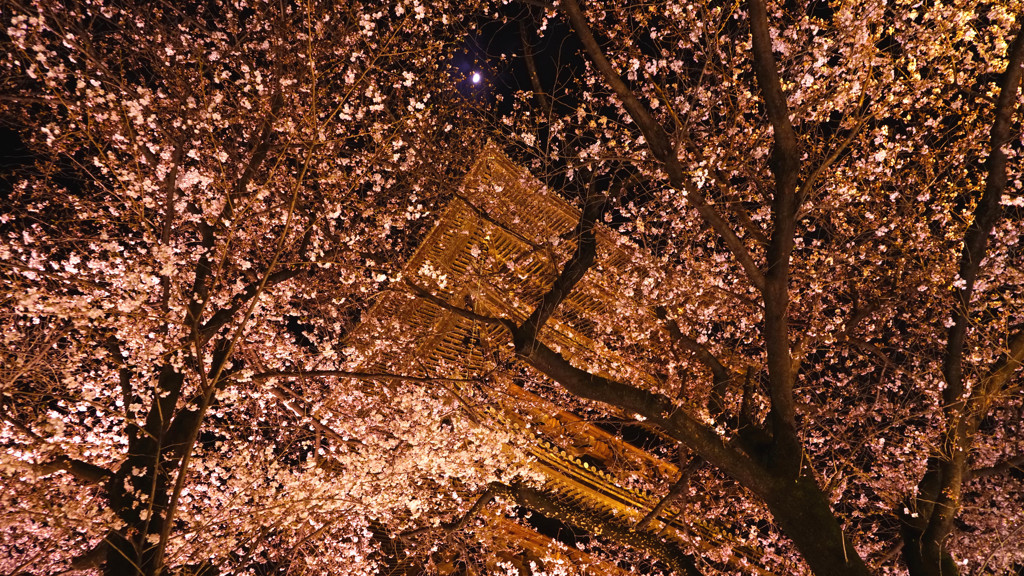 桜月夜