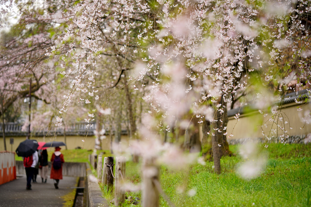 雨のお花見
