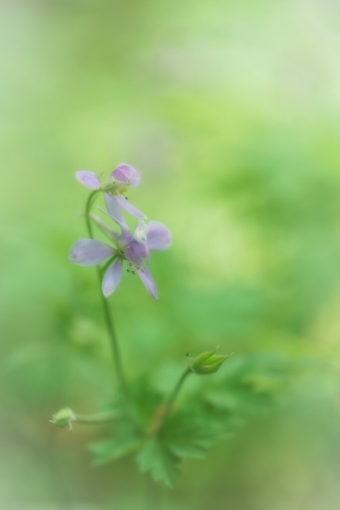 初めましてかな？
