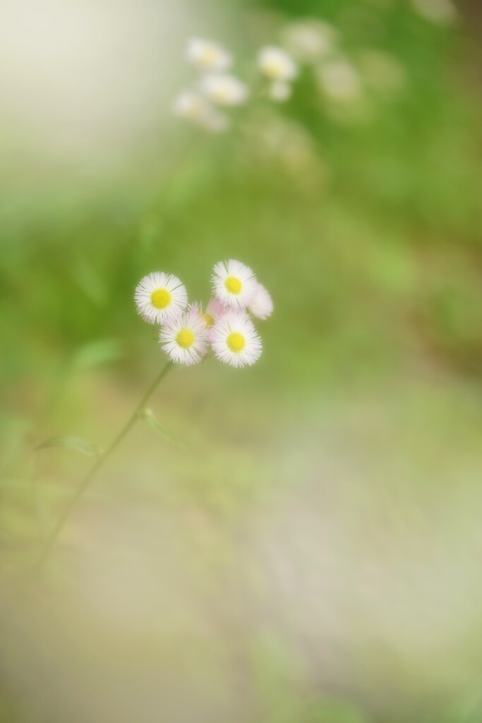 シオンの花、咲くころ