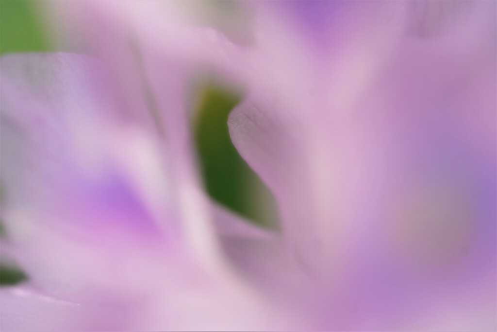 残暑お見舞い