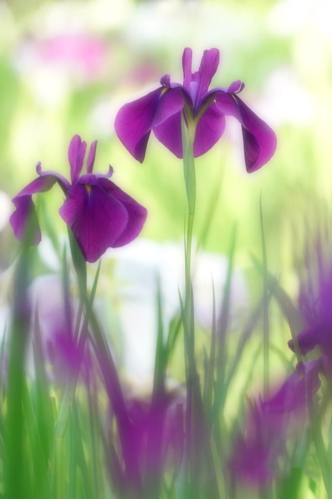 咲き急ぐ花たち