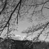残雪の山