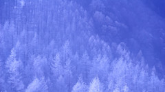 霧の化身たち
