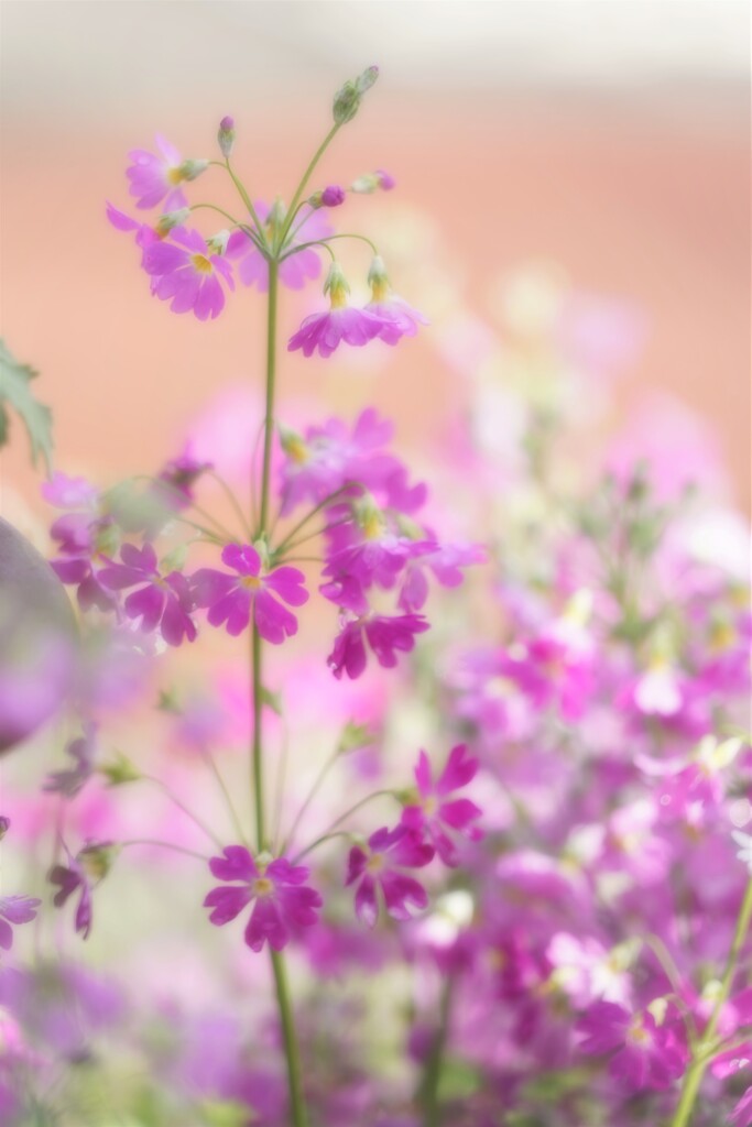通りすがり