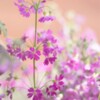 通りすがり