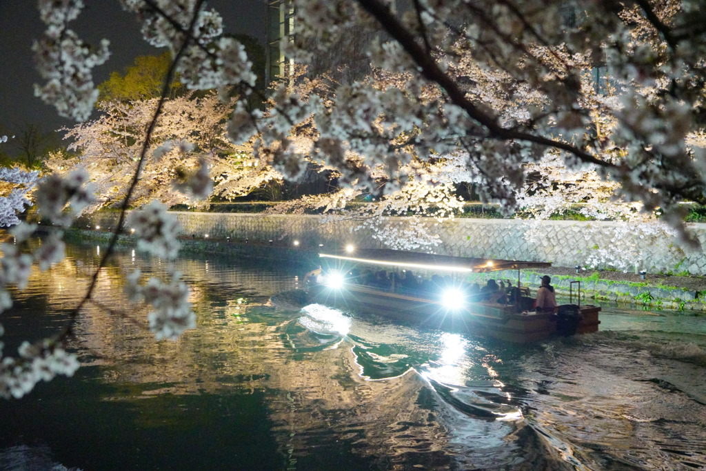 夜桜見物