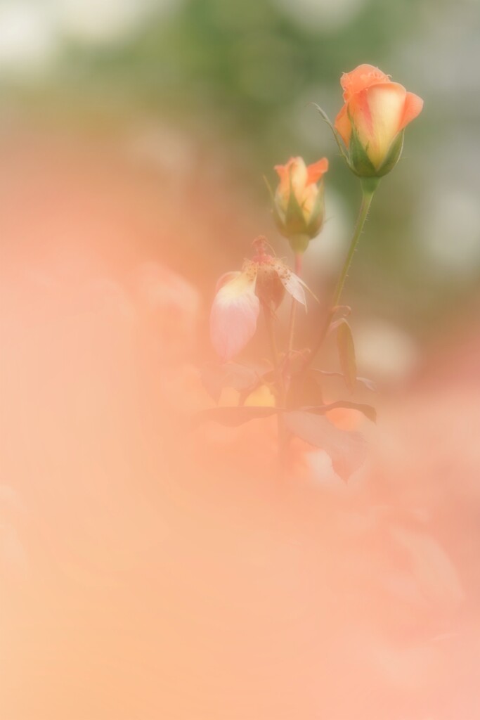 よりそう