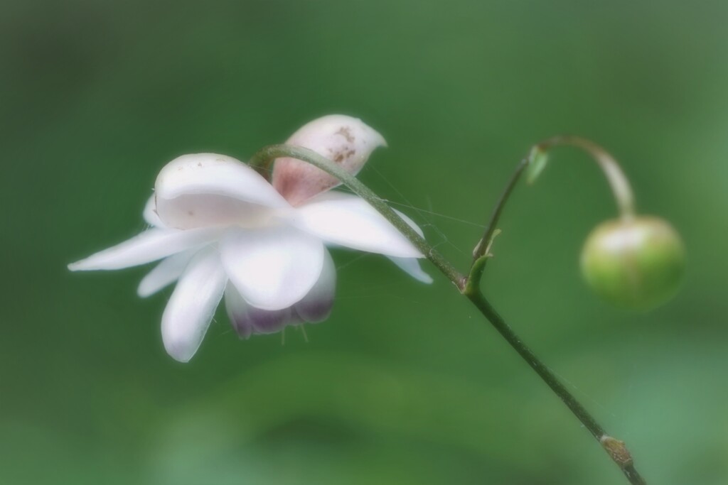 人気者