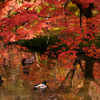 晩秋の景