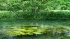 初夏の流れ