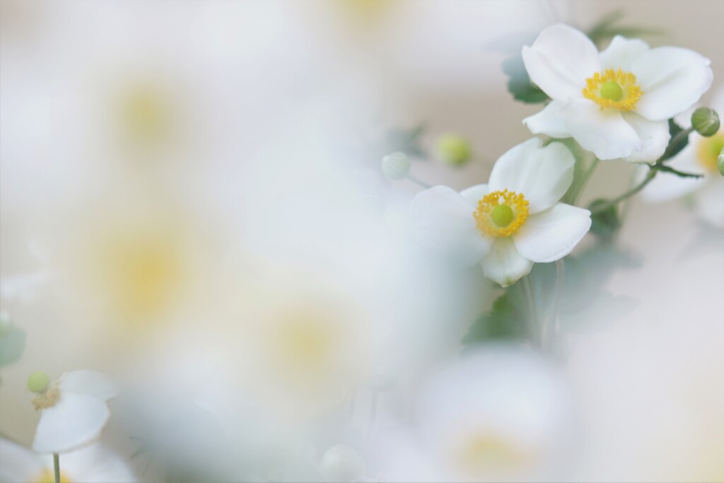 鎮魂花