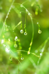 雨上がり