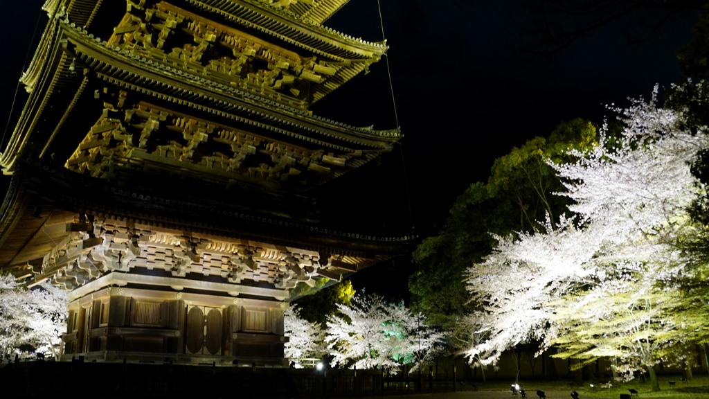 桜の夜２