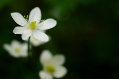 寄り添って
