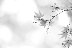 花が咲いたよ