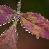 雨の日には雨の日のⅡ