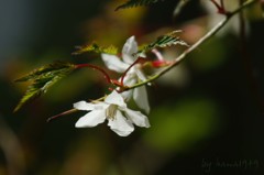 新緑の中