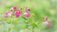花のお話