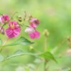 花のお話