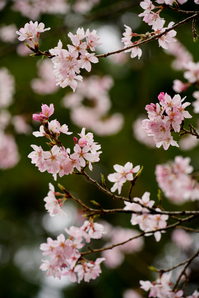 桜もよう