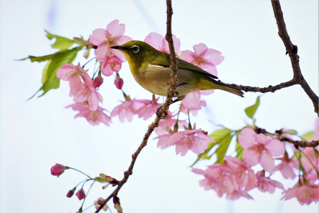 春だよ