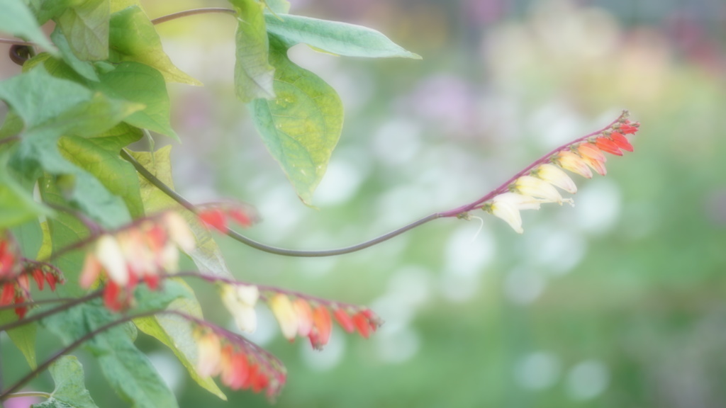 少年が撮っていた花