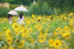 雨の日