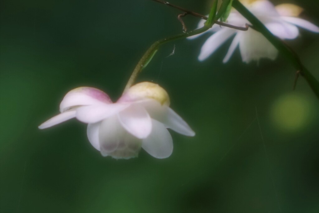 また夏が来て