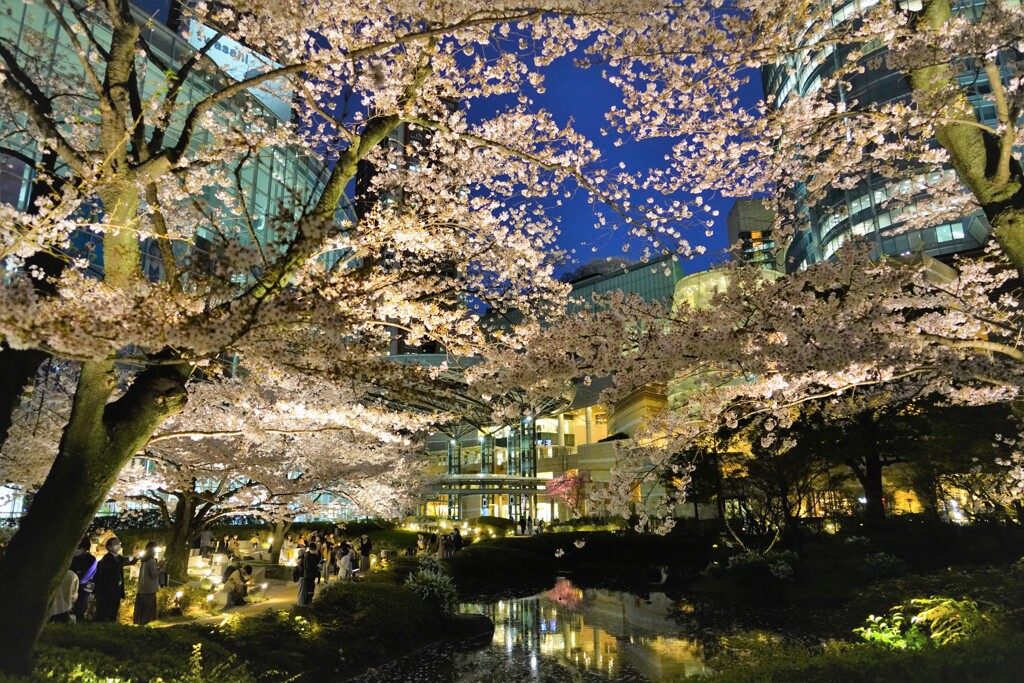 都会の夜桜