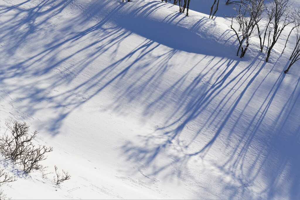 夕暮れの木立