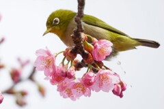 珍・鳥写真Ⅱ