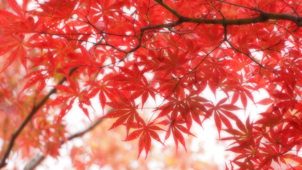 秋が短くなっているような・・・