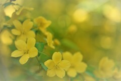 みのひとつだになきぞかなしき