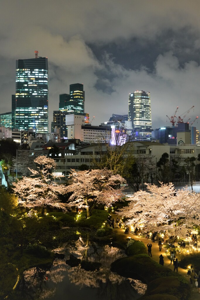 都会の夜桜２
