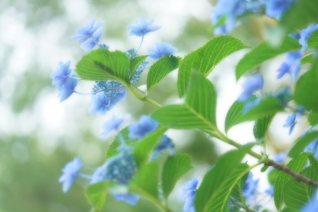 雨を待ってる