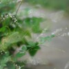 もう秋の気配