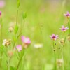 芝刈りの前に