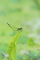 暑さが続きます。