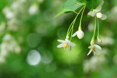 白い花が咲く