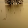 湖中の樹